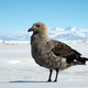 Illustration for article titled Skuas Are Cool